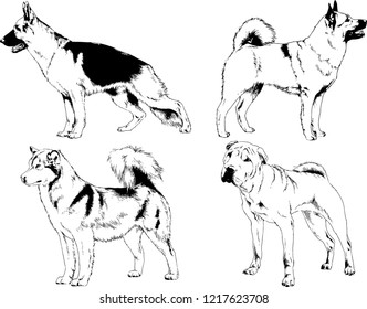 vector drawings sketches pedigree dogs in the racks drawn in ink by hand , objects with no background