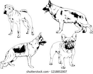 vector drawings sketches pedigree dogs in the racks drawn in ink by hand , objects with no background