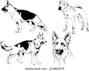 vector drawings sketches pedigree dogs in the racks drawn in ink by hand , objects with no background