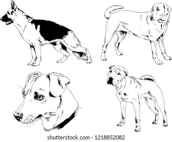 vector drawings sketches pedigree dogs in the racks drawn in ink by hand , objects with no background