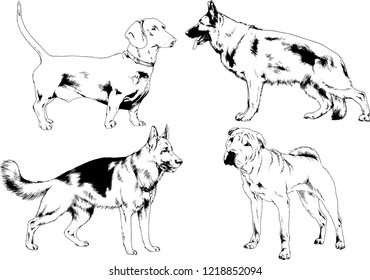 vector drawings sketches pedigree dogs in the racks drawn in ink by hand , objects with no background