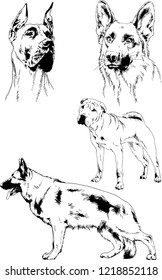 vector drawings sketches pedigree dogs in the racks drawn in ink by hand , objects with no background