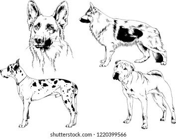 vector drawings sketches pedigree dogs in the racks drawn in ink by hand , objects with no background