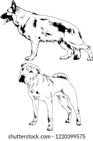 vector drawings sketches pedigree dogs in the racks drawn in ink by hand , objects with no background
