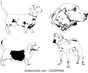 vector drawings sketches pedigree dogs in the racks drawn in ink by hand , objects with no background
