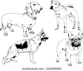 vector drawings sketches pedigree dogs in the racks drawn in ink by hand , objects with no background