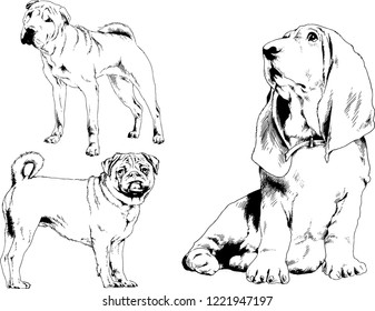 vector drawings sketches pedigree dogs in the racks drawn in ink by hand , objects with no background