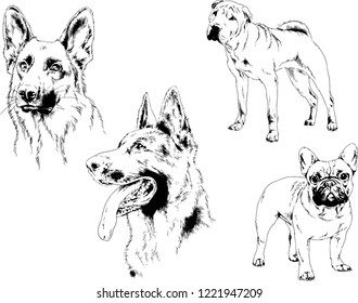 vector drawings sketches pedigree dogs in the racks drawn in ink by hand , objects with no background