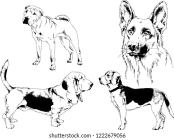 vector drawings sketches pedigree dogs in the racks drawn in ink by hand , objects with no background