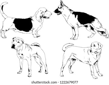 vector drawings sketches pedigree dogs in the racks drawn in ink by hand , objects with no background
