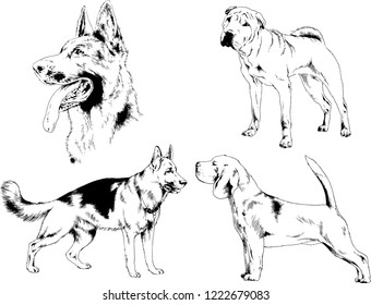 vector drawings sketches pedigree dogs in the racks drawn in ink by hand , objects with no background