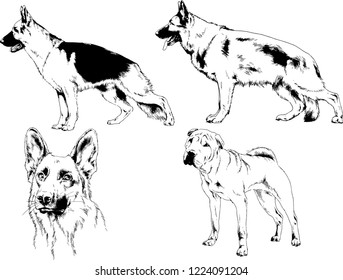 vector drawings sketches pedigree dogs in the racks drawn in ink by hand , objects with no background