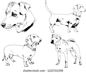 vector drawings sketches pedigree dogs drawn in ink by hand , objects with no background