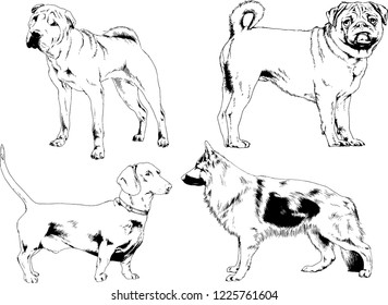 vector drawings sketches pedigree dogs drawn in ink by hand , objects with no background