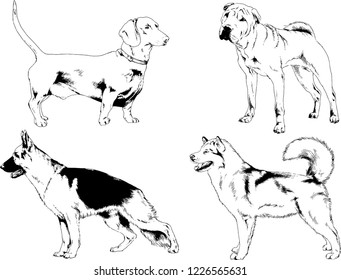 vector drawings sketches pedigree dogs in the racks drawn in ink by hand , objects with no background