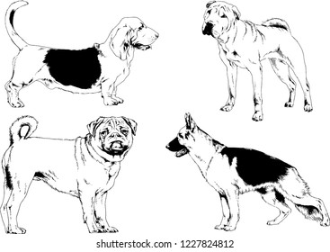 vector drawings sketches pedigree dogs in the racks drawn in ink by hand , objects with no background