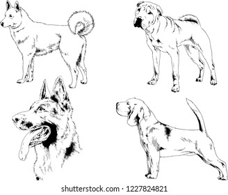 vector drawings sketches pedigree dogs in the racks drawn in ink by hand , objects with no background