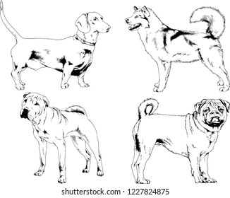 vector drawings sketches pedigree dogs in the racks drawn in ink by hand , objects with no background