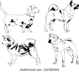 vector drawings sketches pedigree dogs in the racks drawn in ink by hand , objects with no background