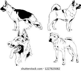 vector drawings sketches pedigree dogs in the racks drawn in ink by hand , objects with no background
