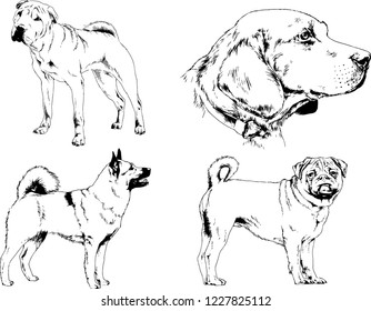 vector drawings sketches pedigree dogs in the racks drawn in ink by hand , objects with no background