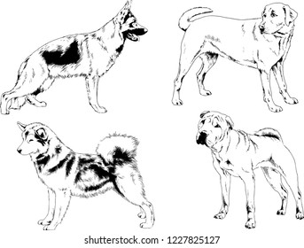 vector drawings sketches pedigree dogs in the racks drawn in ink by hand , objects with no background