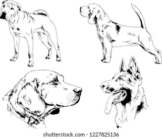 vector drawings sketches pedigree dogs in the racks drawn in ink by hand , objects with no background