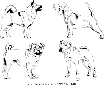 vector drawings sketches pedigree dogs in the racks drawn in ink by hand , objects with no background