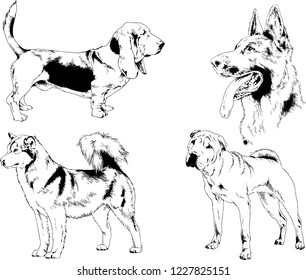 vector drawings sketches pedigree dogs in the racks drawn in ink by hand , objects with no background