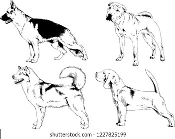 vector drawings sketches pedigree dogs in the racks drawn in ink by hand , objects with no background