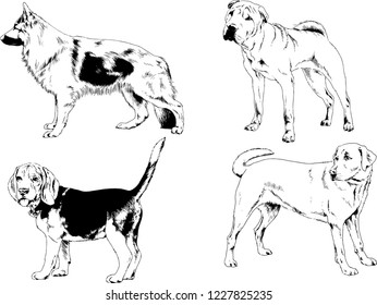 vector drawings sketches pedigree dogs in the racks drawn in ink by hand , objects with no background