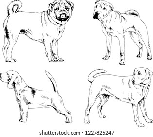 vector drawings sketches pedigree dogs in the racks drawn in ink by hand , objects with no background