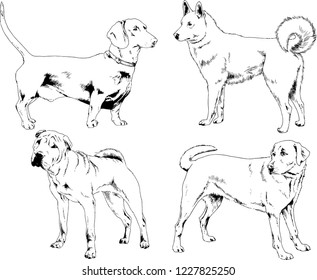 vector drawings sketches pedigree dogs in the racks drawn in ink by hand , objects with no background