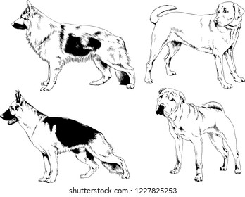 vector drawings sketches pedigree dogs in the racks drawn in ink by hand , objects with no background