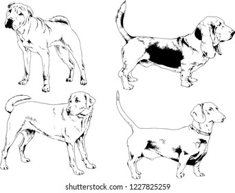 vector drawings sketches pedigree dogs in the racks drawn in ink by hand , objects with no background