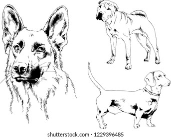 vector drawings sketches pedigree dogs in the racks drawn in ink by hand , objects with no background