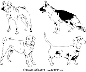 vector drawings sketches pedigree dogs in the racks drawn in ink by hand , objects with no background
