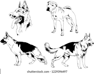 vector drawings sketches pedigree dogs in the racks drawn in ink by hand , objects with no background