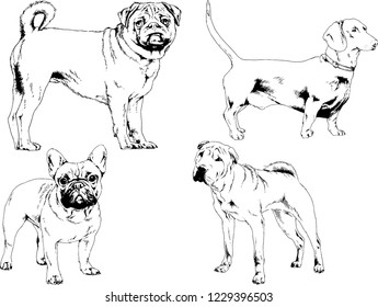 vector drawings sketches pedigree dogs in the racks drawn in ink by hand , objects with no background