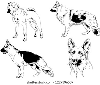 vector drawings sketches pedigree dogs in the racks drawn in ink by hand , objects with no background
