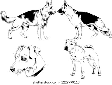 vector drawings sketches pedigree dogs in the racks drawn in ink by hand , objects with no background