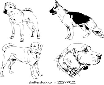 vector drawings sketches pedigree dogs in the racks drawn in ink by hand , objects with no background