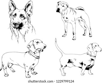 vector drawings sketches pedigree dogs in the racks drawn in ink by hand , objects with no background