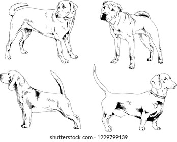 vector drawings sketches pedigree dogs in the racks drawn in ink by hand , objects with no background