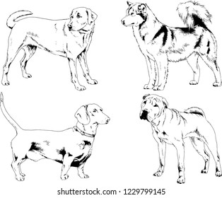 vector drawings sketches pedigree dogs in the racks drawn in ink by hand , objects with no background