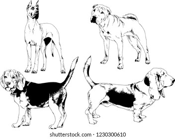 vector drawings sketches pedigree dogs in the racks drawn in ink by hand , objects with no background
