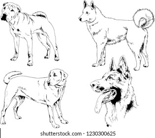 vector drawings sketches pedigree dogs in the racks drawn in ink by hand , objects with no background