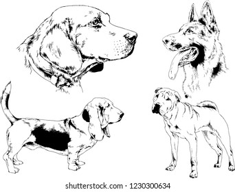 vector drawings sketches pedigree dogs in the racks drawn in ink by hand , objects with no background