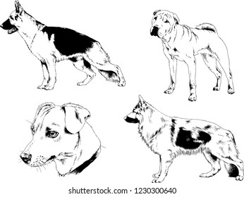 vector drawings sketches pedigree dogs in the racks drawn in ink by hand , objects with no background