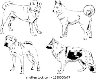vector drawings sketches pedigree dogs in the racks drawn in ink by hand , objects with no background
